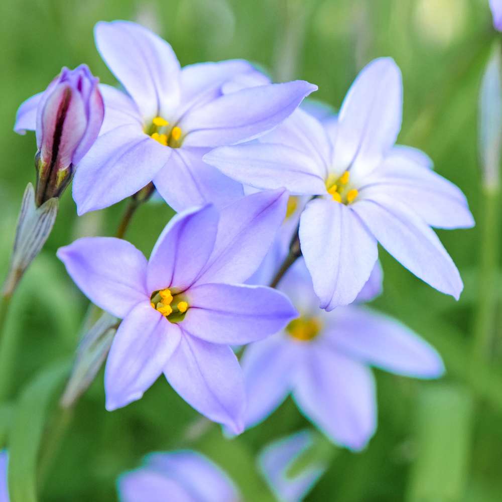 Ipheion uniflorum 'Blue Wisley'